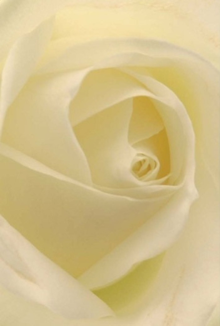 Gazing closely at this radiant white rose, arranged with seasonal care in Bromley Common, the interplay of softness and depth is immediately captivating. Its petals, each one a testament to the steady hands and sensitive eye of a florist, blend from milk-white edges to a rich, creamy heart, as if glowing from within. The lighting here is natural and gentle, casting faint shadows that trace the rose's spiraled contours, and bestowing the bloom with a polished serenity. There is elegance in the subtle gradations of colour, reflecting the harmony of the local landscape-its parks and gardens softly echoing the calm exuded by this flower. This arrangement feels especially suited for expressing heartfelt appreciation, romantic admiration, or dignified sympathy, whether delivered to a home along Chatterton Road or displayed at a Bromley Common gathering. The near-translucent tips whisper of life's delicate passages, while the overall form stands proud-an emblem of purity, resilience, and the timeless connection between nature and skilled floral artistry.
